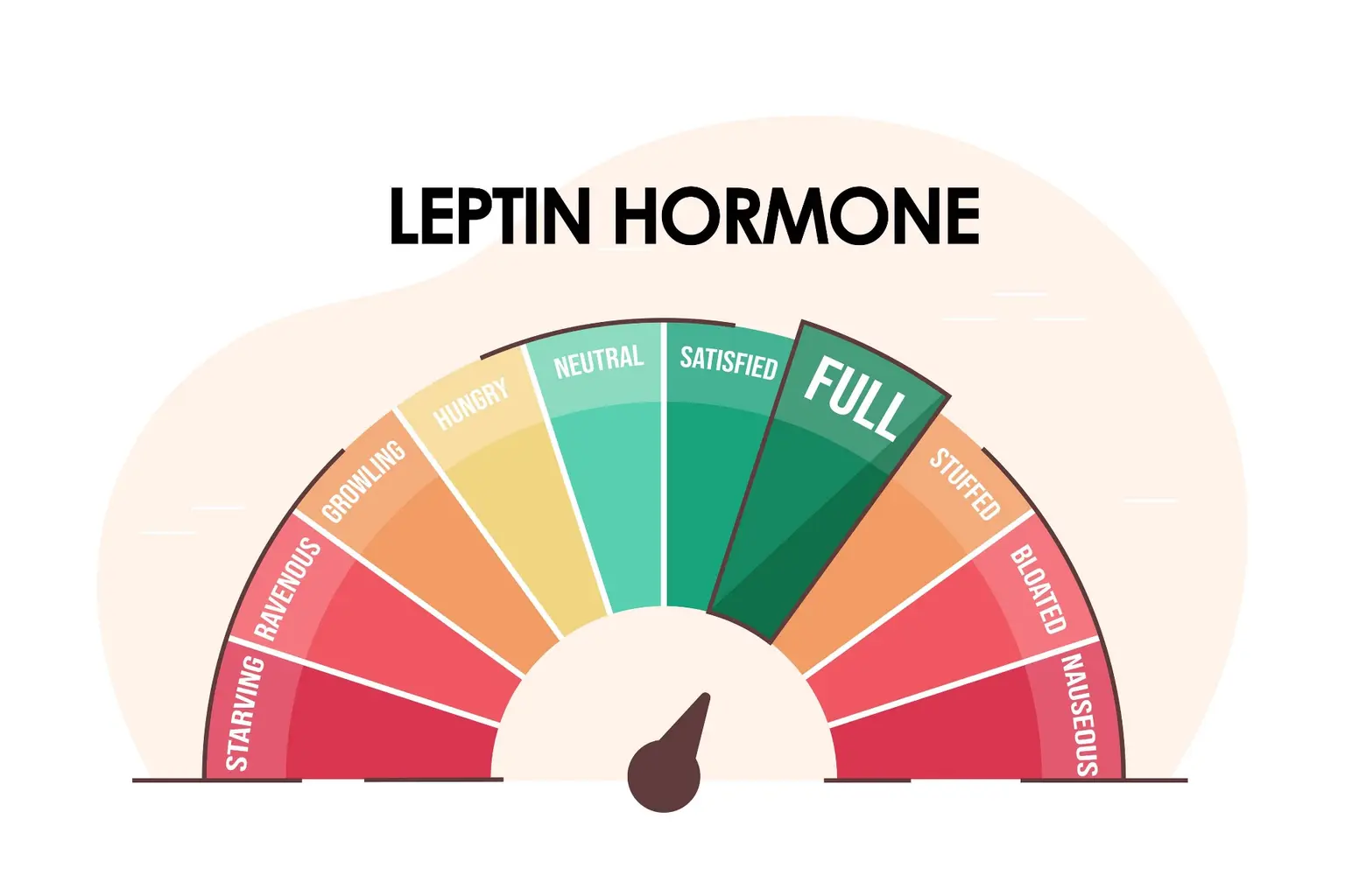 Sürekli Açlık Hissinin Biyolojik Nedeni: Leptin Direnci Nedir ve Nasıl Kırılır?